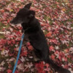 Meet your Posher, Jose